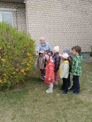 Наблюдение за цветущими кустарниками